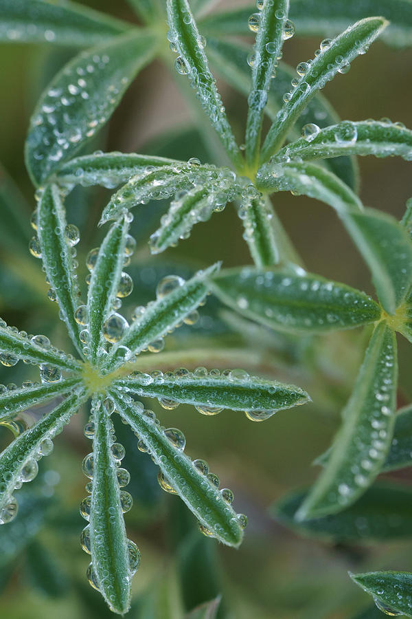 Dew drops on plant  Photograph by Mike Fusaro
