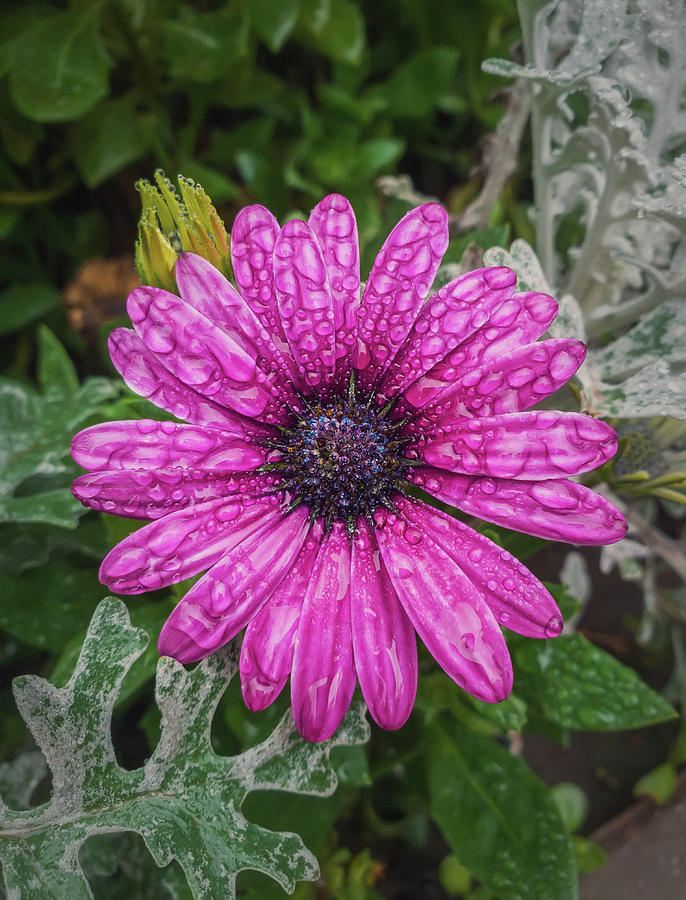 Dew Drops On Purple Aster Photograph
