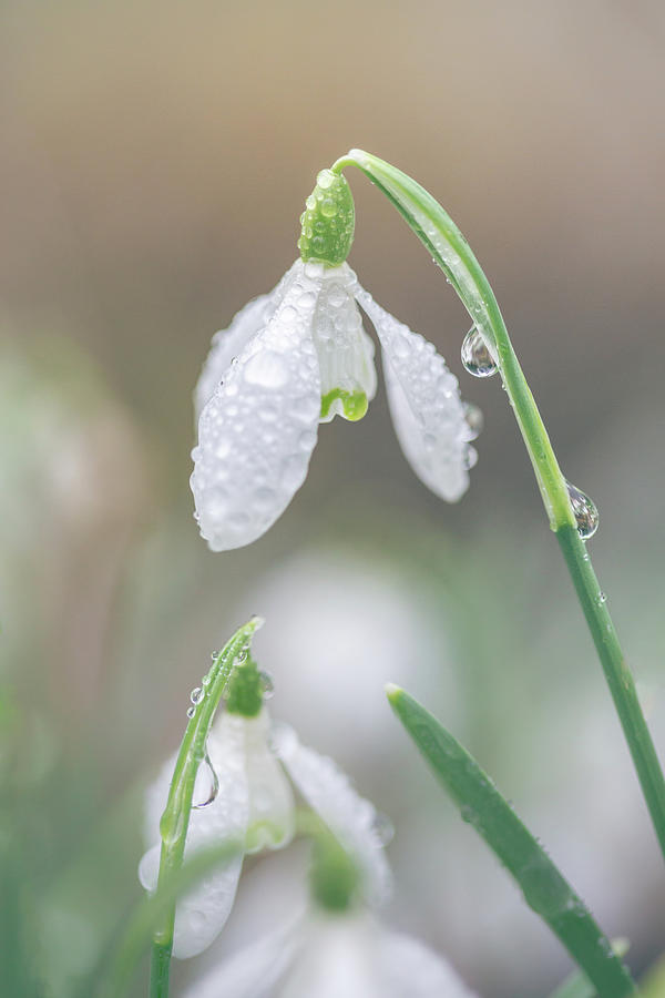 Dew Drops on Snowdrops Photograph by Anita Nicholson