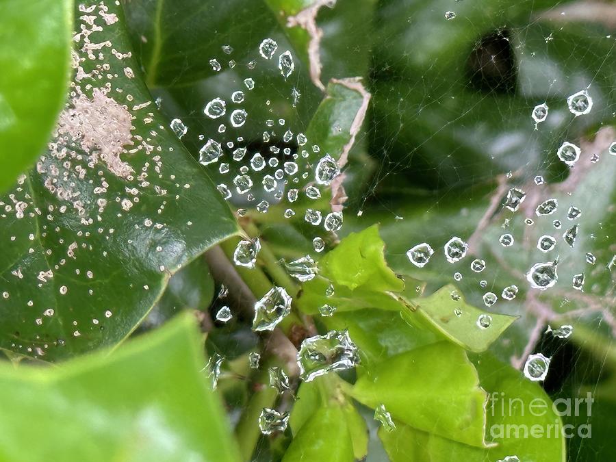 Dew Drops on Spider Web Photograph by Catherine Wilson