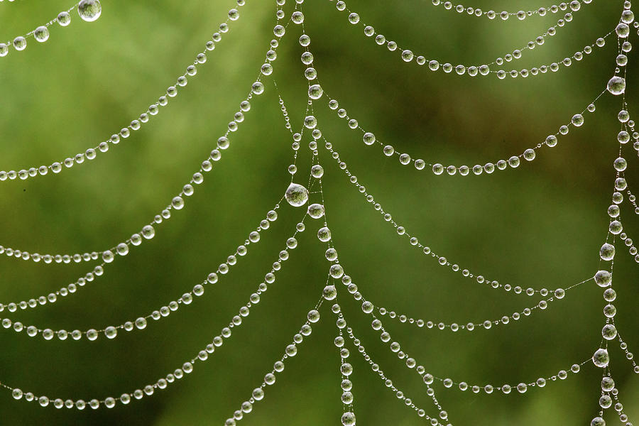 Dew Drops On Spider Web Macro Photograph by Mikhail Kokhanchikov