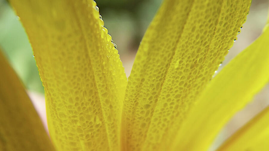 Dew Drops on Sunflower Petals Photograph by Shelli Fitzpatrick