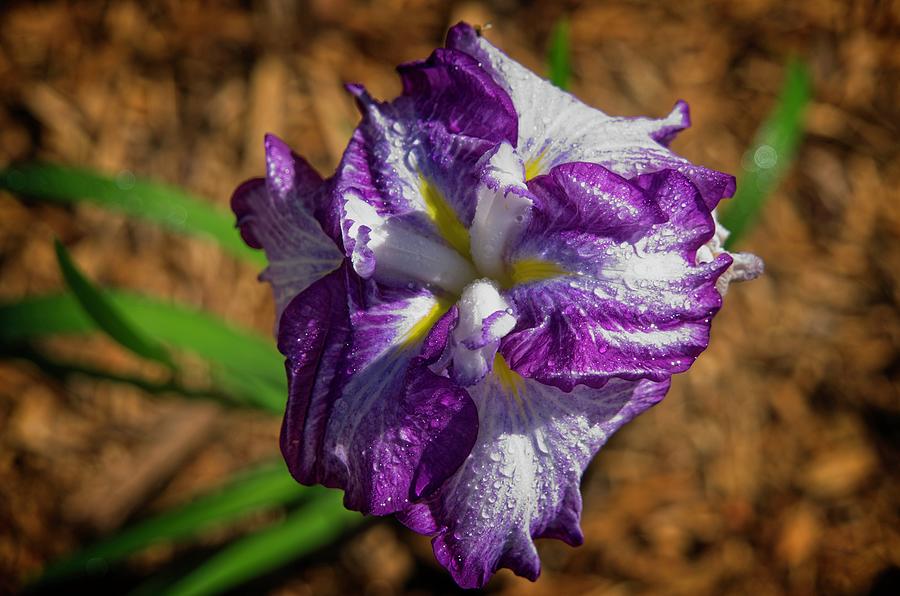 Dew Enhanced Iris Photograph