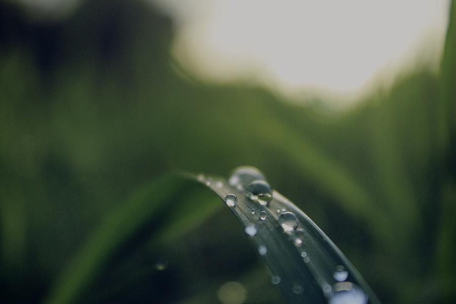 Dew Grass Photograph by Levi Hinsen | Pixels