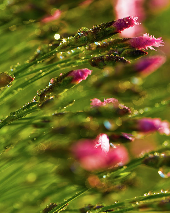 Pink Dianthus Photograph by Connie Publicover
