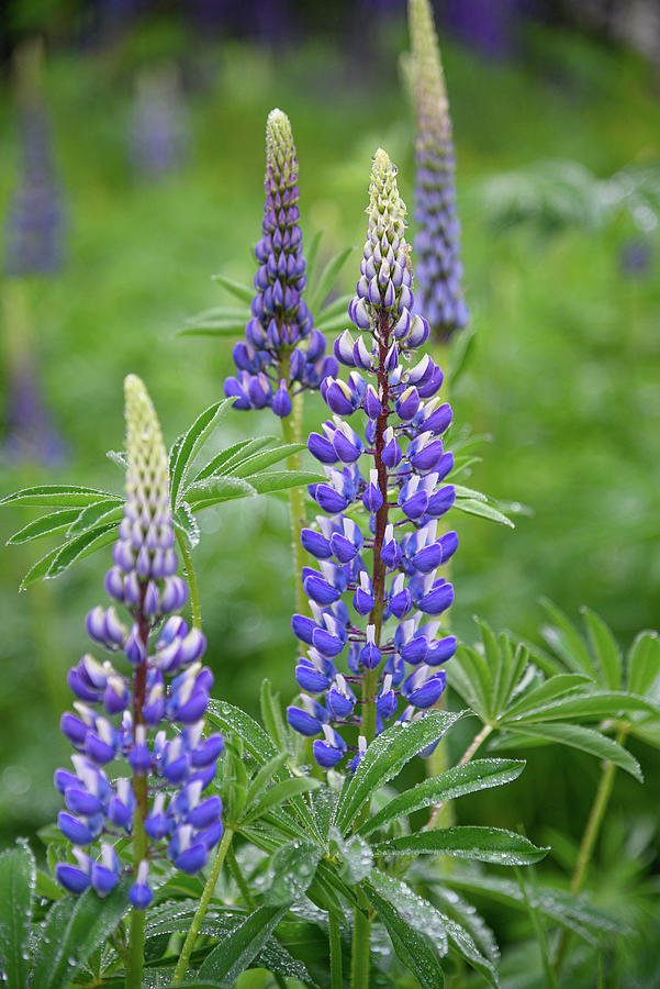 Dew Laden Lupines Photograph by Lynn Thomas Amber