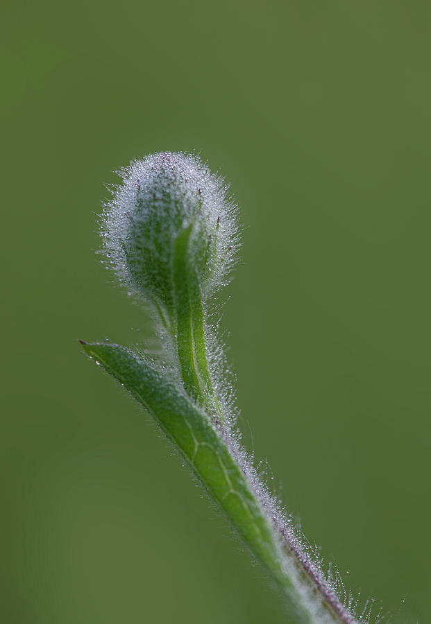 Dew On A Groundsel Bud Photograph by Karen Rispin