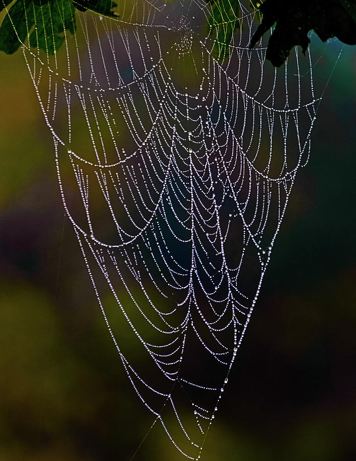 Dew on a Spider Web - Washington, West Virginia Photograph by David Morehead