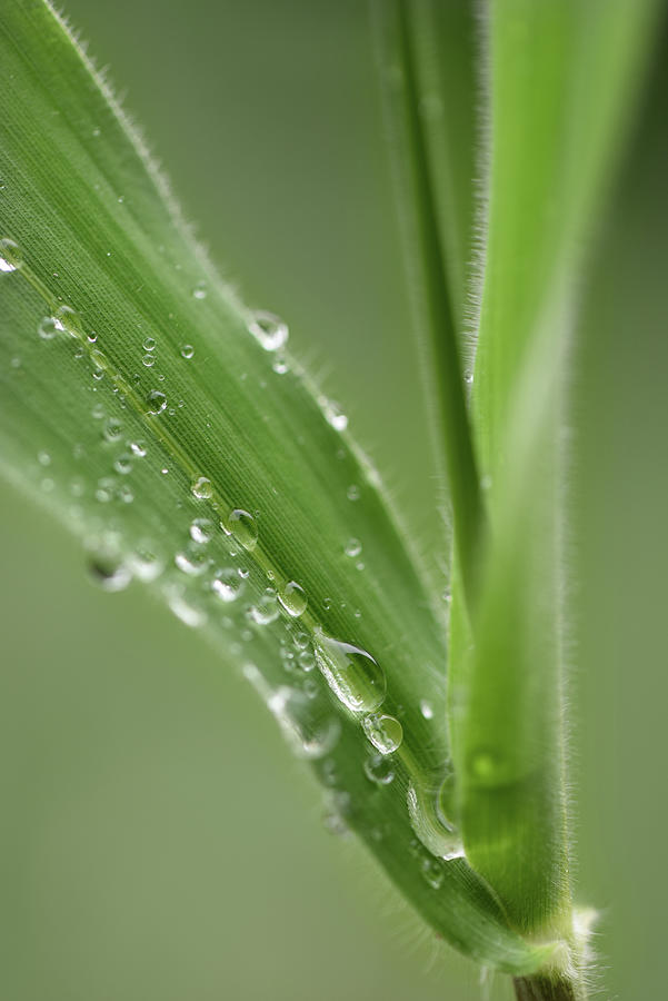 Spring Photograph - Dew On A Young Corn Plant by Phil And Karen Rispin