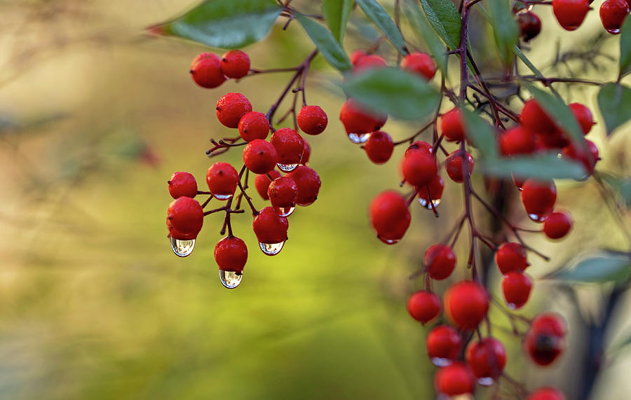 Berries with Droplets of Dew Photograph by Sue Cullumber