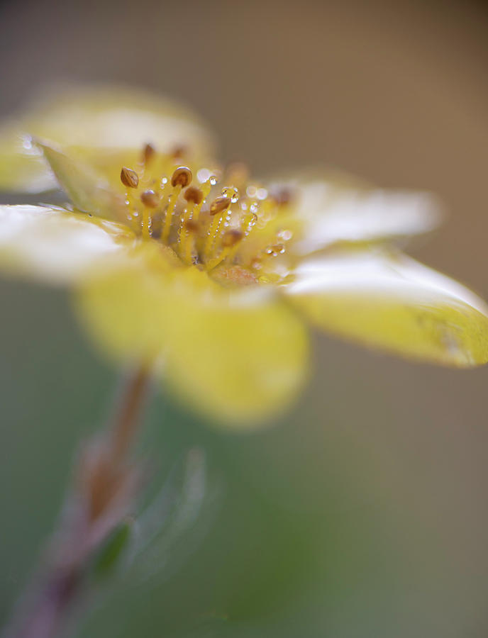 Flowers Still Life Photograph - Dew On Cinquefoil by Phil And Karen Rispin