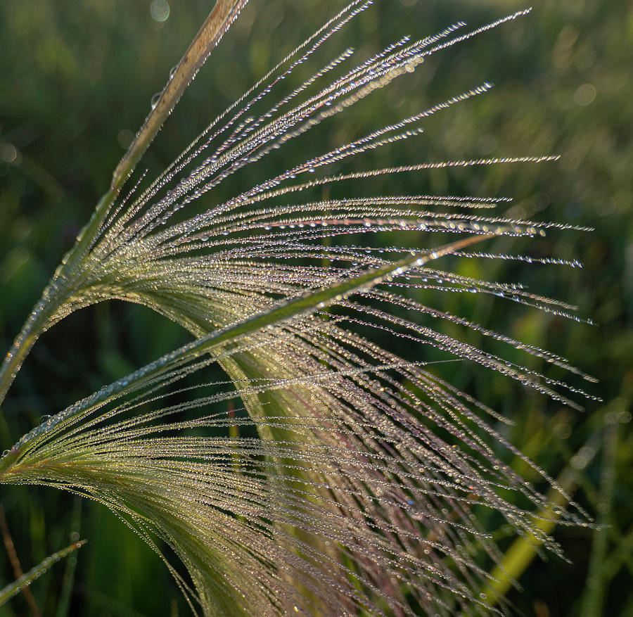 Abstract Photograph - Dew On Foxtail Grass by Phil And Karen Rispin