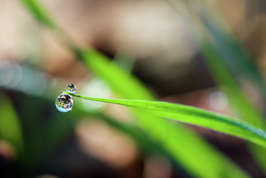 Dew on grass #1 Photograph by Brady Iverson - Fine Art America