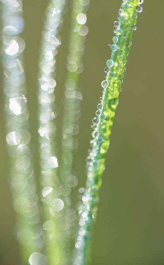 Summer Photograph - Dew On Grass In Morning Sunlight by Phil And Karen Rispin
