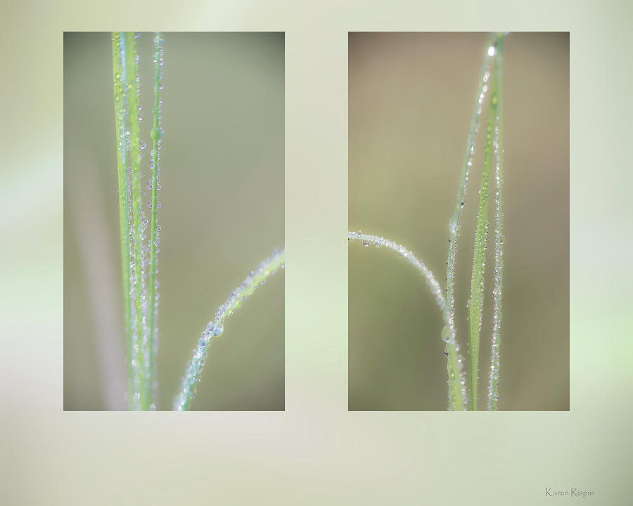 Summer Photograph - Dew On Grass by Phil And Karen Rispin