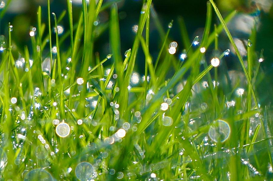 Dew on Grass Photograph by Michelle Mahnke