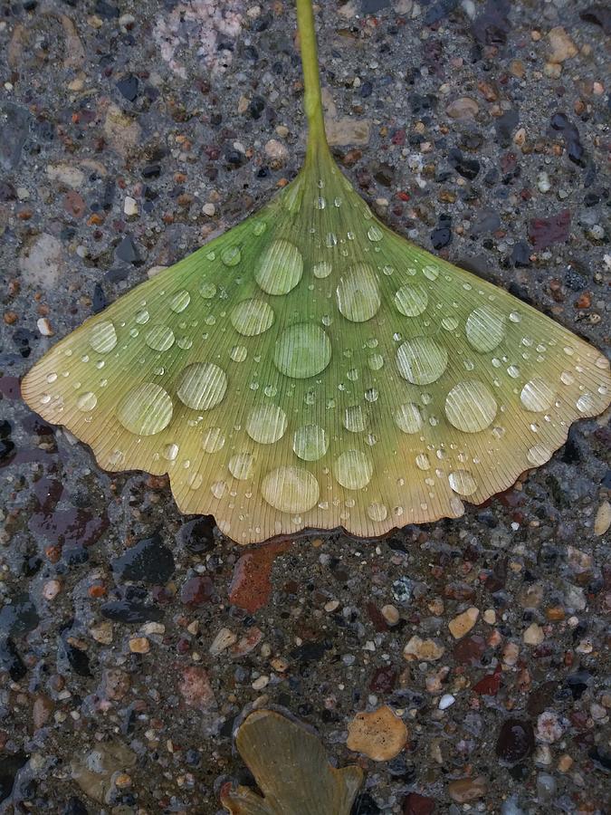 Dew On Leaf Photograph