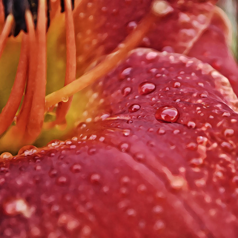 Dew On Lily Petal Photograph by Gaby Ethington
