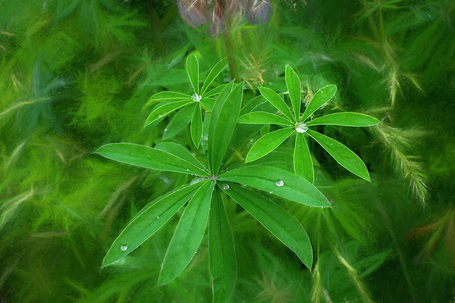Dew on Lupine Leaves Photograph by Wayne King