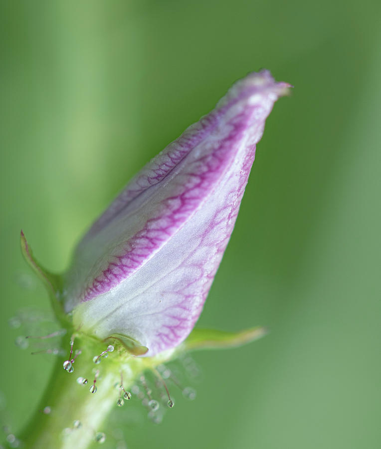 Flowers Still Life Photograph - Dew On Meadow Beauty Bud by Phil And Karen Rispin