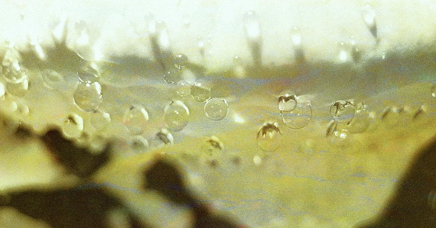 Dew on Mushroom Photograph by Kathy Bassett