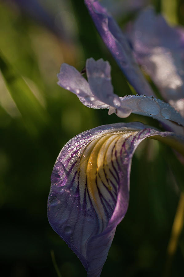 Clatsop County Photograph - Dew on Oregon Iris Petals by Robert Potts