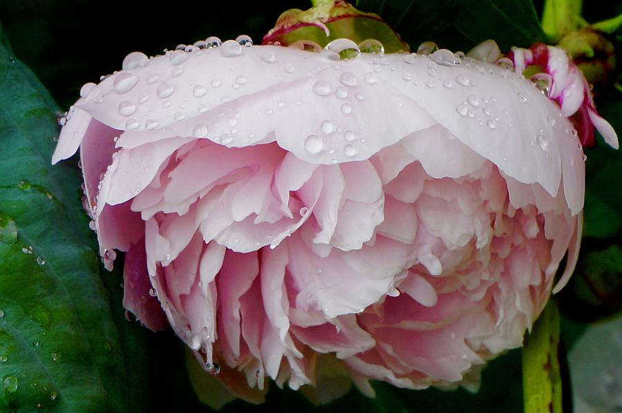 Dew on Peony Photograph by Michelle Mahnke