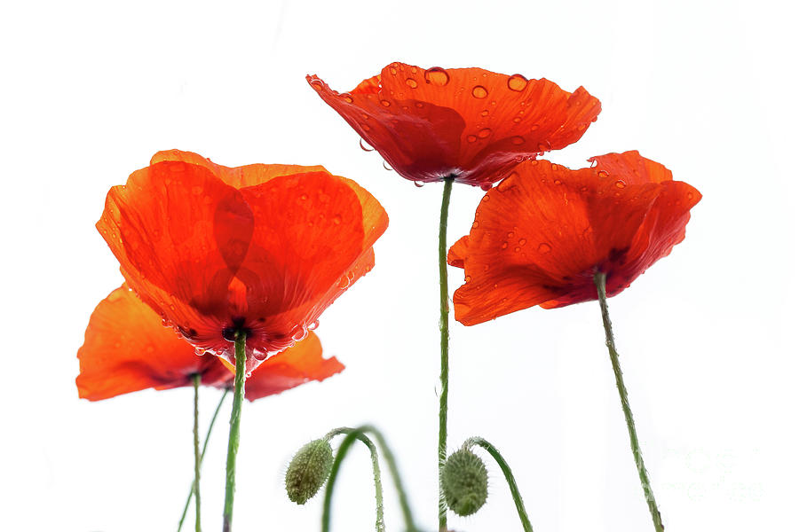 Dew on poppies Photograph by Delphimages Photo Creations