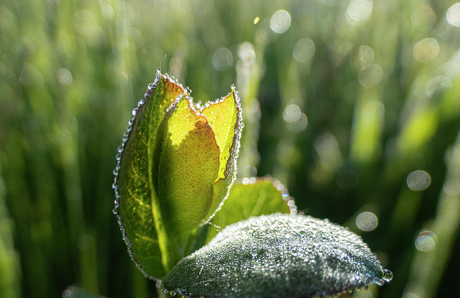 Spring Photograph - Dew On Spring Leaves by Phil And Karen Rispin