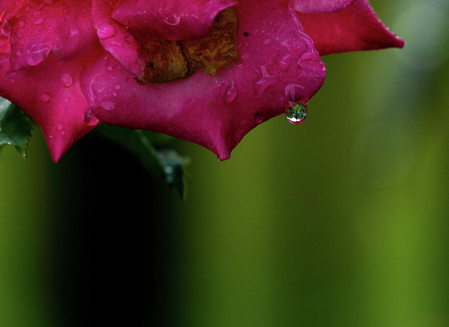 Rose Photograph - Dew on the Rose by Jeff Ammons
