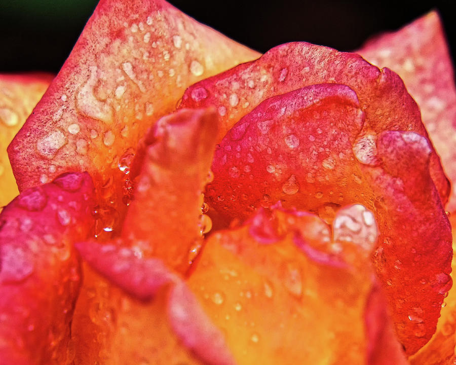 Dew on the Rose Photograph by Scott Olsen