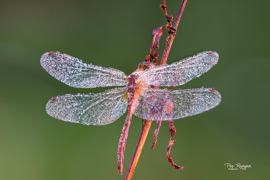 Dew on the Wings Photograph by Peg Runyan