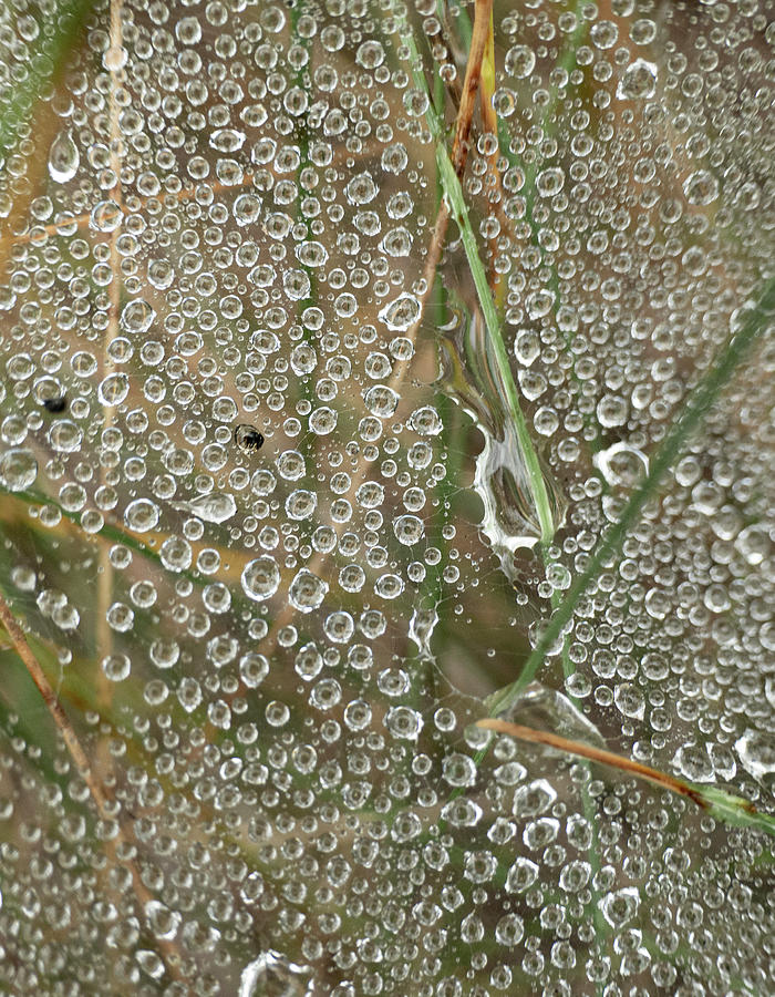 Abstract Photograph - Dew On Web Abstract by Phil And Karen Rispin