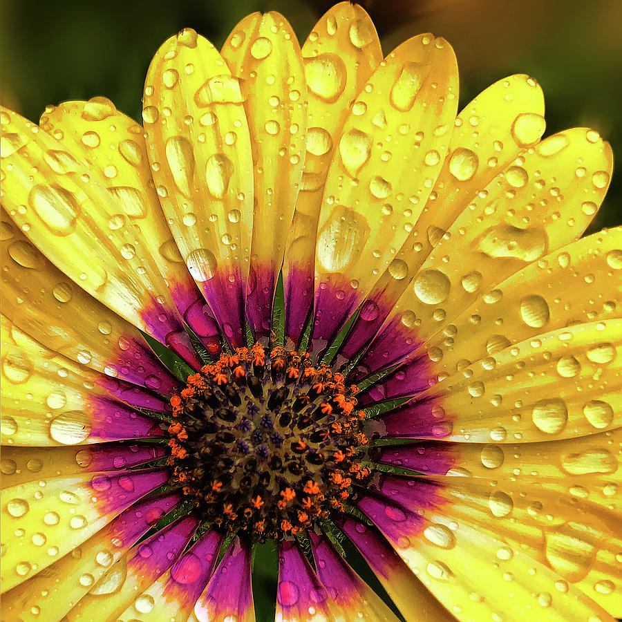 Dew On Yellow Daisy Photograph by Bill and Linda Tiepelman