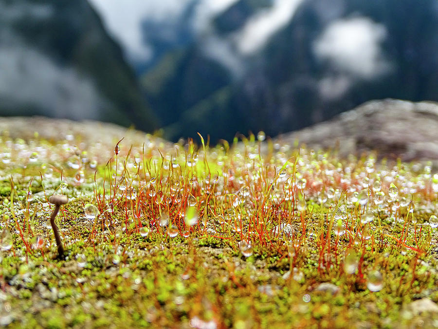 Dew Over Grass Photograph by Aydin Gulec