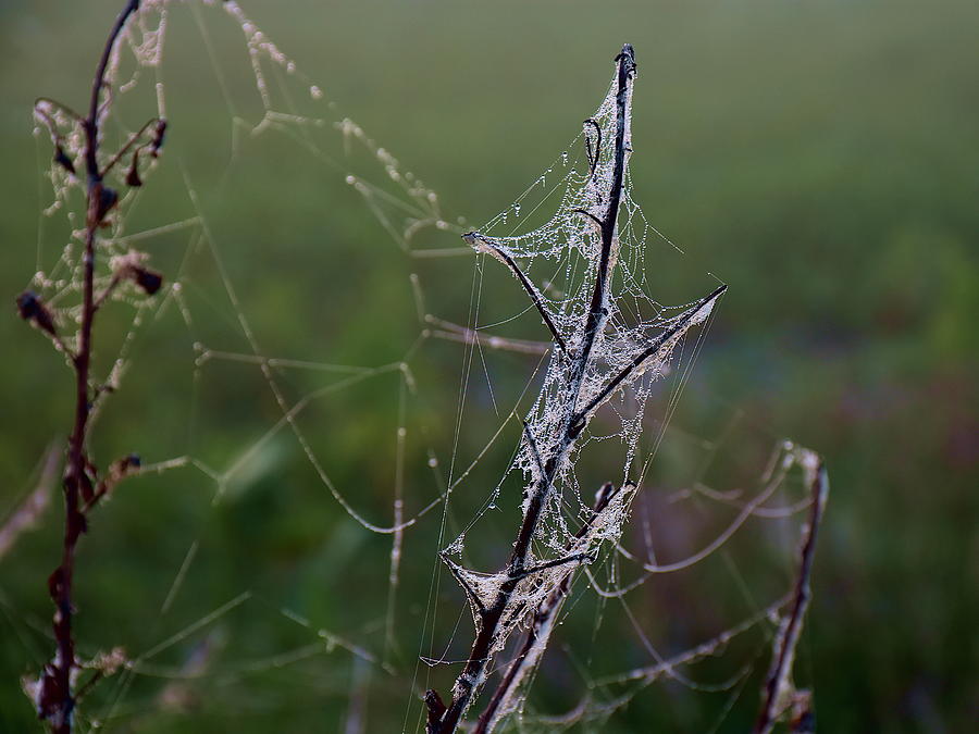 Dew Shrouded Web  Photograph by Christopher Mercer