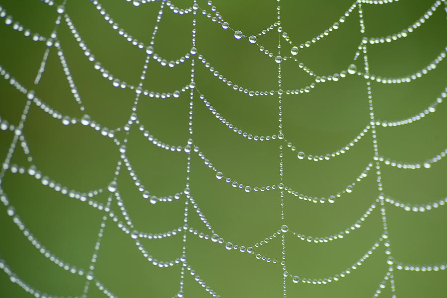 Dew Web Photograph by Jan Luit