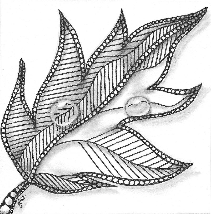Dewdrop Leaf Drawing by Jan Steinle