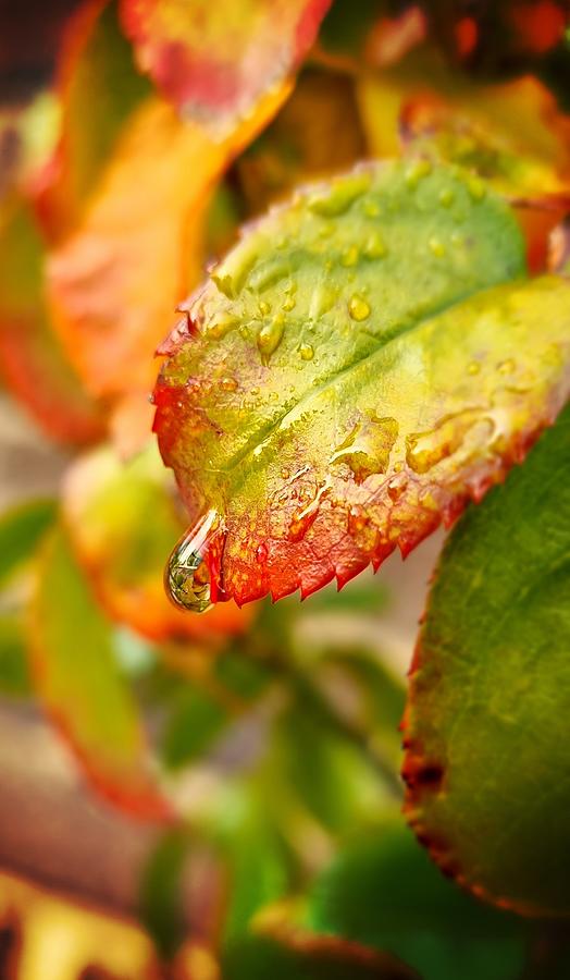 Autumn Leaf with Droplet Photograph by Louise Merigot