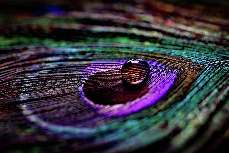 Dewdrop On Peacock Feather Photograph by World Art Collective