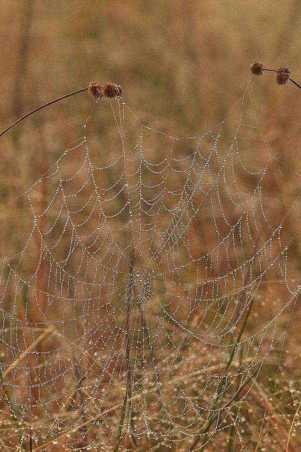 Dewdrop Spiderweb Photograph by Paul Rebmann