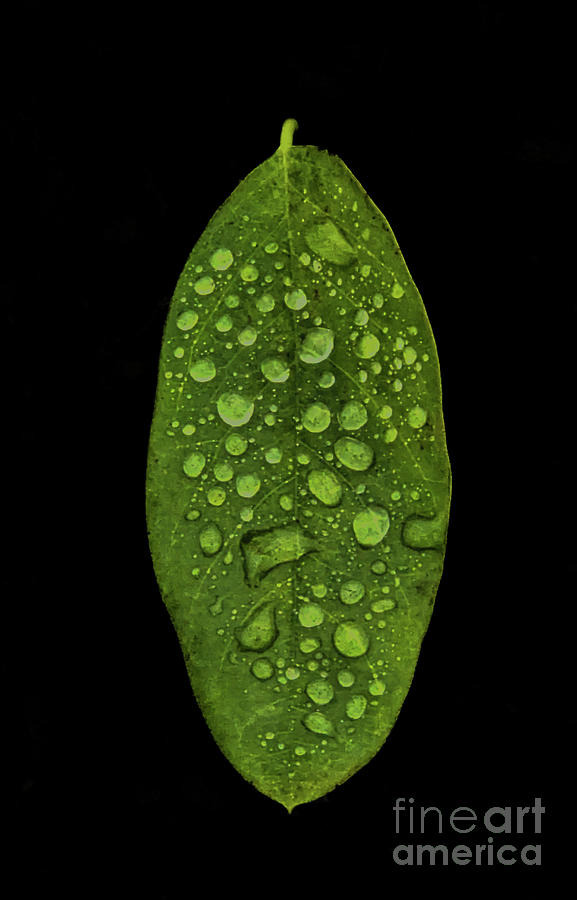 Dewdrops on a Leaf 2 Photograph by Coral Stengel