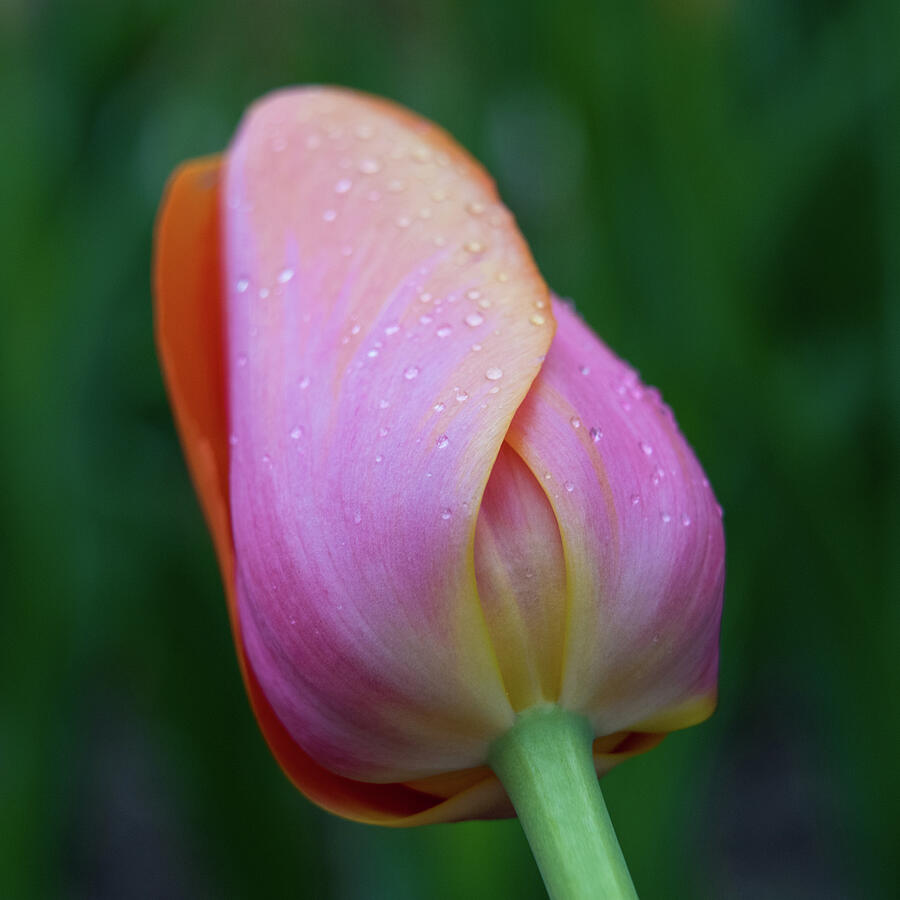 Dewdrops on a tulip Photograph by Stephen Holst