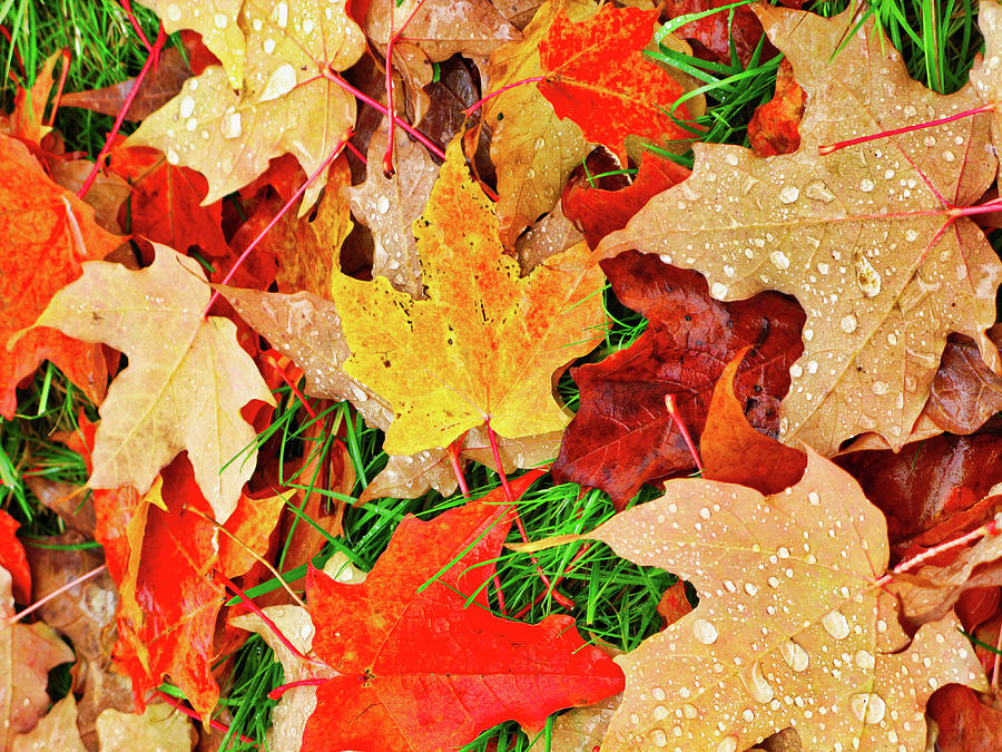 Dewdrops on fallen autumn leaves Photograph by Segura Shaw Photography