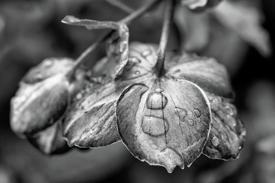 Dewdrops On Helleborus Black And White Photograph by Tanya C Smith