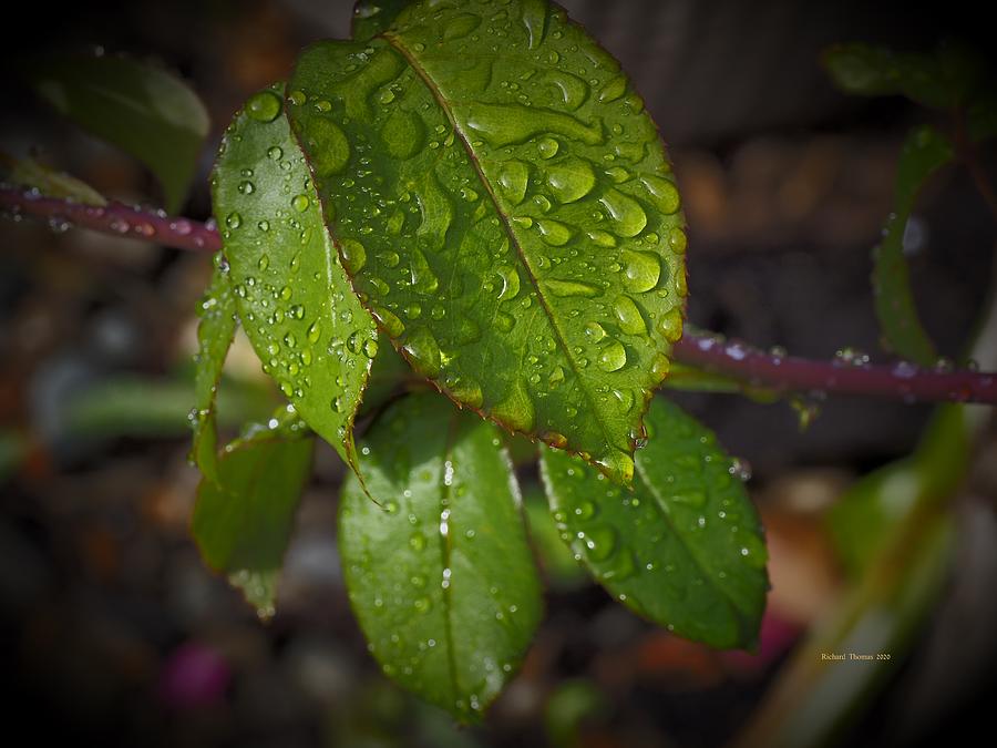 Dewdrops On Leaves Photograph