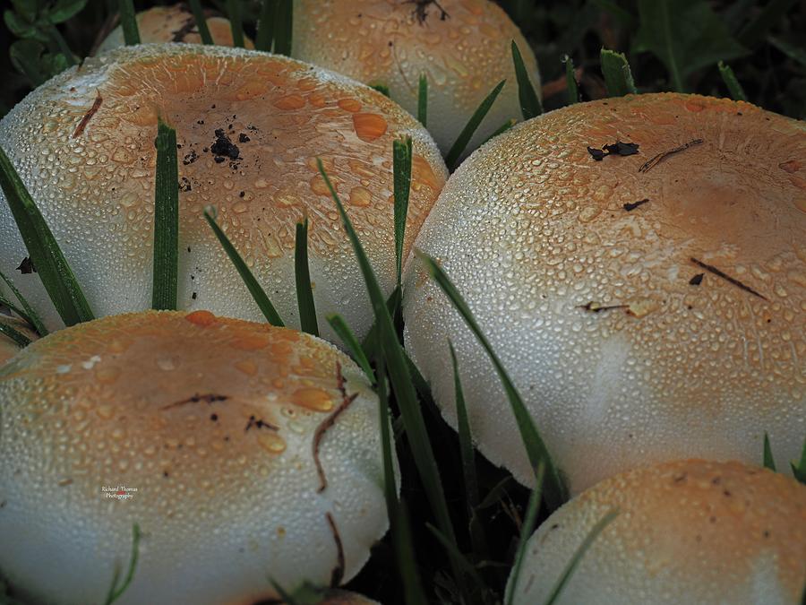 Dewdrops on Mushrooms Photograph by Richard Thomas