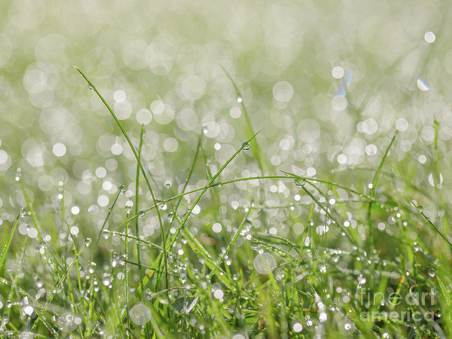 Dewdrops on the Spring Grass Photograph by Diane Diederich