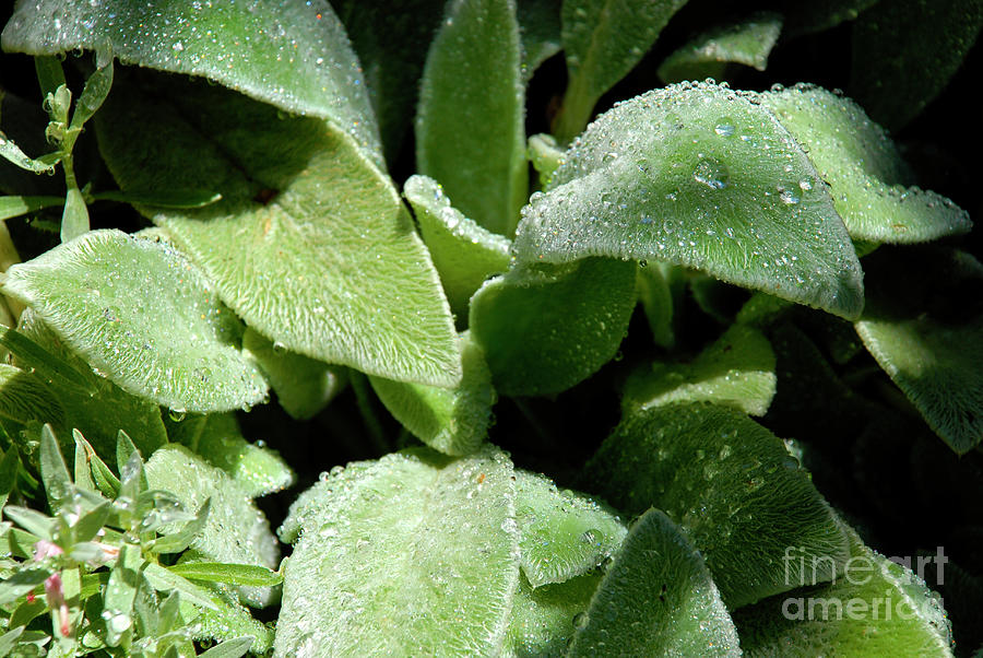 Dewdrops On Wooly Lambs Ear Photograph