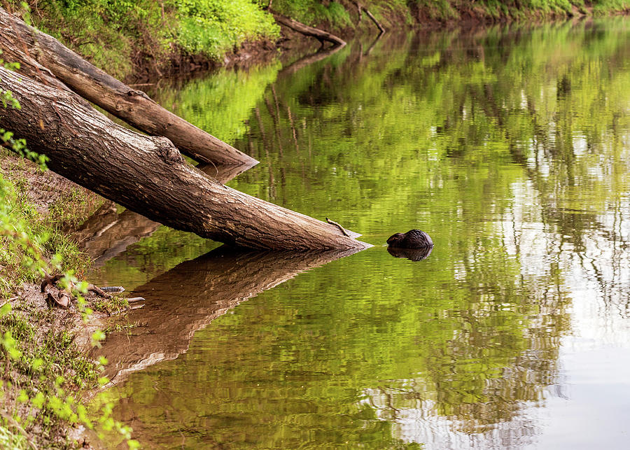 Delaware River - River of the Year 2020 - Wildlife Photography Beaver Photograph by Amelia Pearn